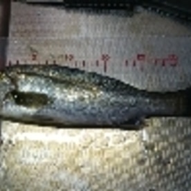 釣り魚料理 セイゴの塩焼き レシピ 作り方 By 釣りシン 楽天レシピ 釣り魚料理 セイゴの塩焼き レシピ 作り方 By 釣りシン 楽天レシピ